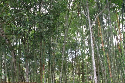 group of trees with light passing through them, guaduas