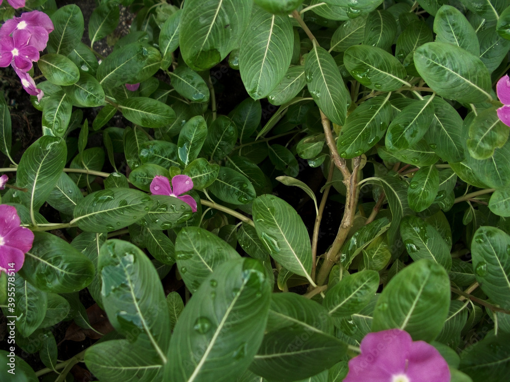 Obraz premium bush with pink flowers