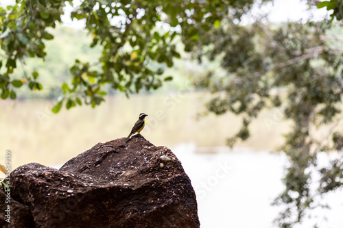 Pássaro em uma pedra no parque Cesamar photo