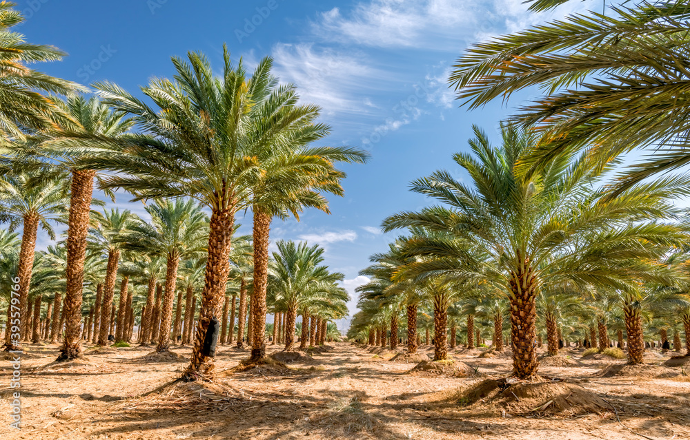 Obraz premium Plantation of date palms intended for healthy food production. Dates production is a rapidly developing agriculture industry in desert areas of the Middle East