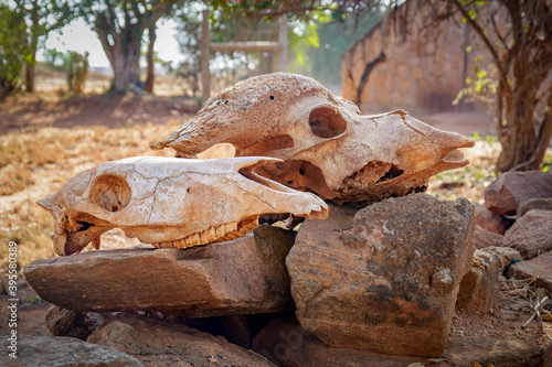Animal skulls on the boulder