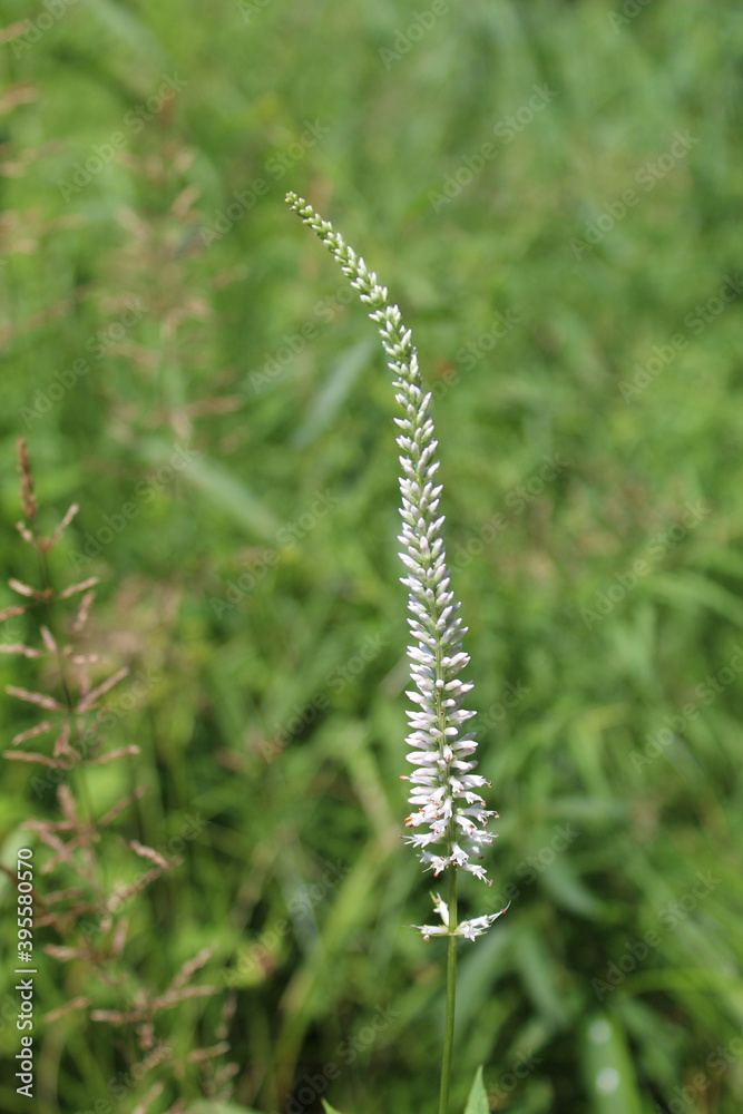 Culver's root wildflower closeup at Somme Prairie Nature Preserve in Northbrook, Illinois