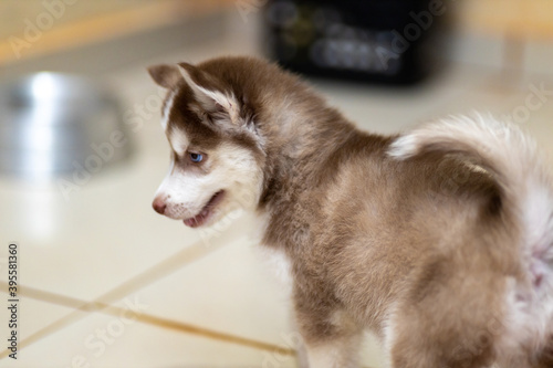 Linda cadela  c  o  husky siberiano com dois meses de idade