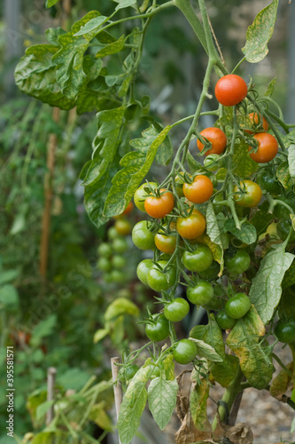 Ripening Tomato Plant