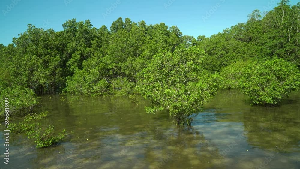 Mangroves in a swampy area on a tropical island. Mangrove landscape, Mindanao, Philippines. Mangroves in a swampy area on a tropical island. Mangrove landscape, Mindanao, Philippines.