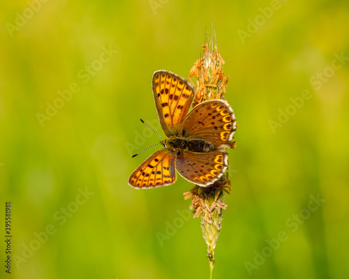 Lycaena tityrus photo