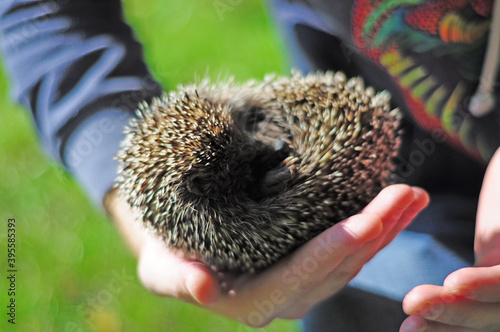 small spiny hedgehog in male hands