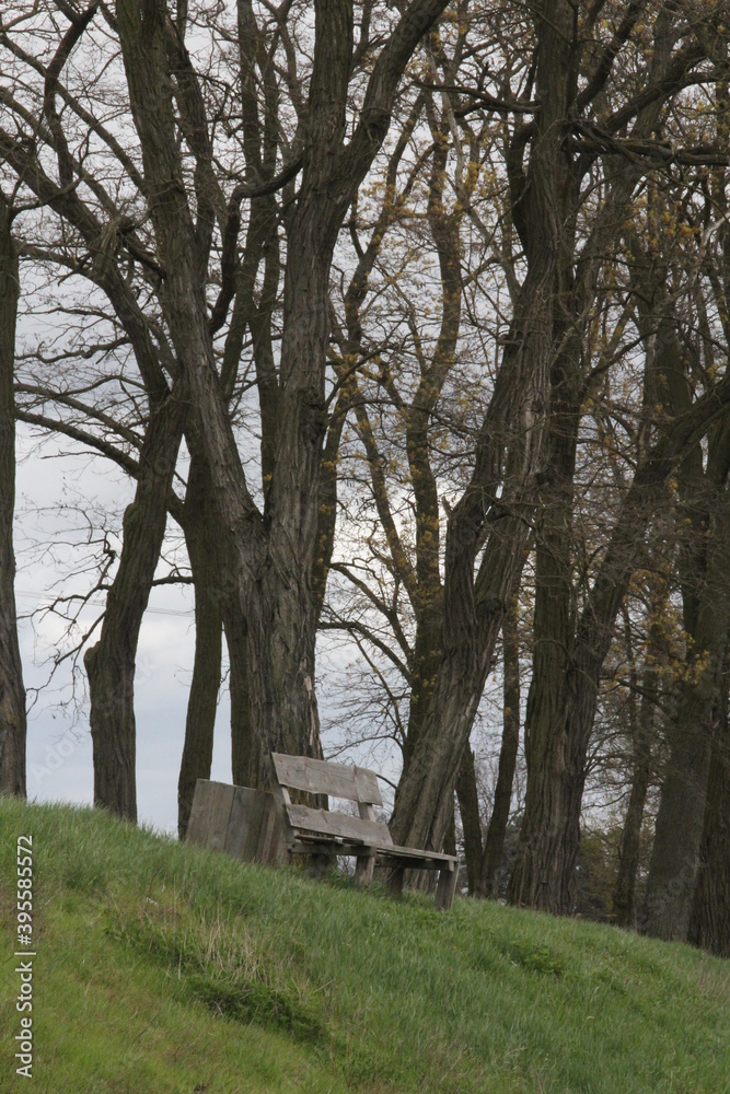 an old wooden bench in a park, among trees, on a hill, a melancholic place