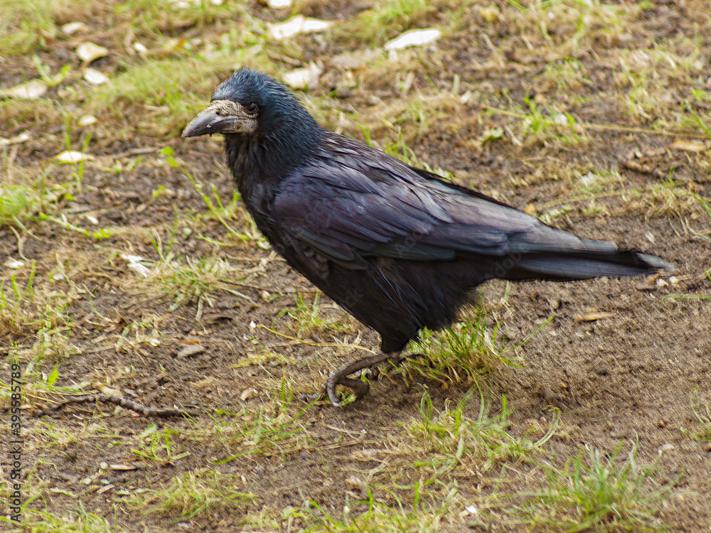 Fototapeta premium gawron