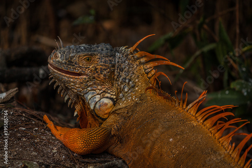 lagarto tomando el sol en la tierra y en los arboles photo