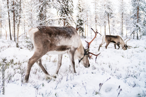 Santa's Reindeer in Lapland, Finland, 