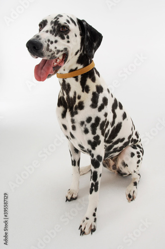 Dalmatian Sitting With Mouth Open