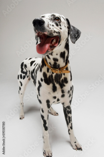 Dalmatian Looking Up With Mouth Open © moodboard