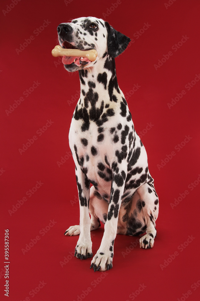 Dalmatian With Rubber Bone In Mouth