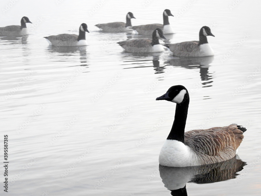 Fototapeta premium wild geese floating on the lake's surface