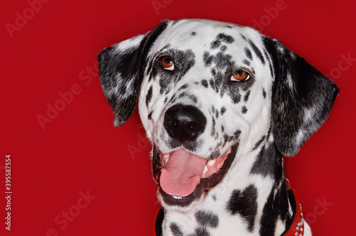 Closeup Portrait Of Dalmatian With Mouth Open