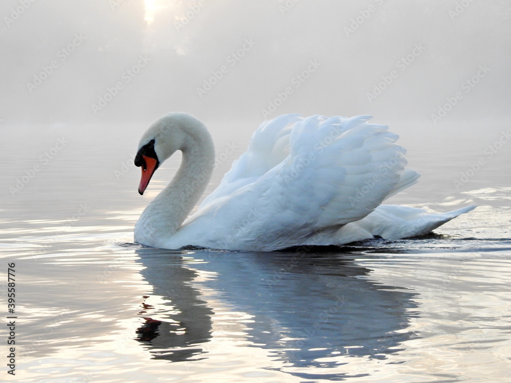 Obraz premium A swan defending its territory