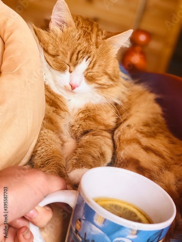 cat and coffee