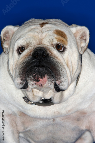 Closeup Of British Bulldog