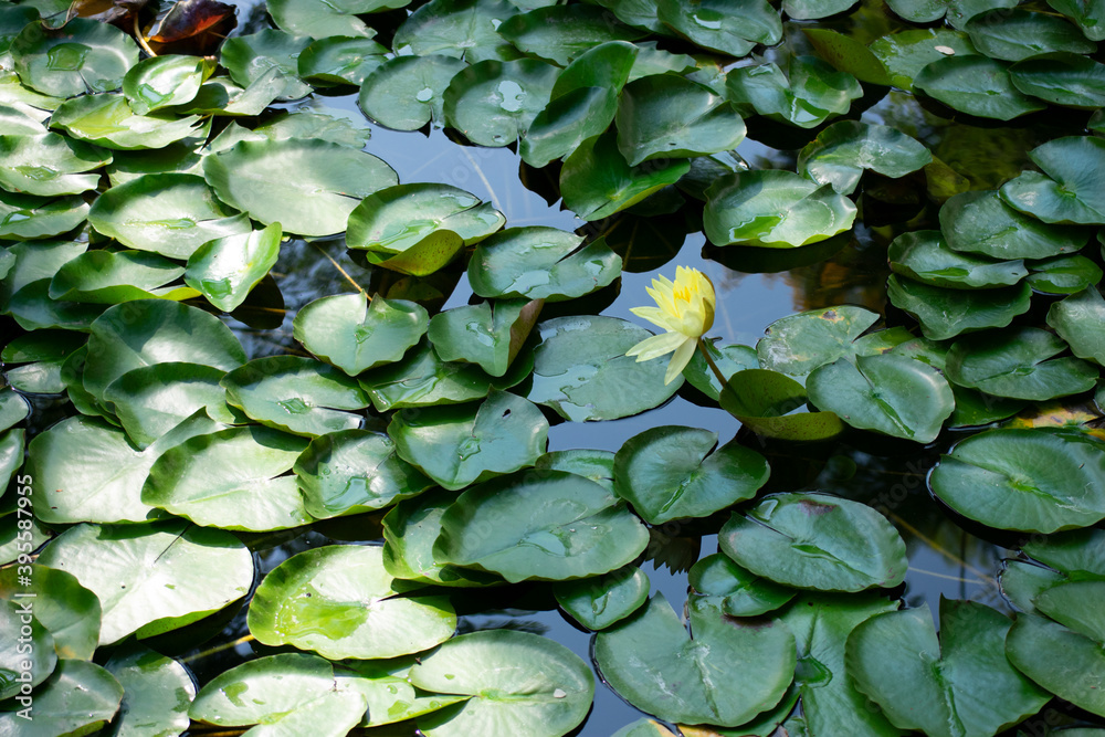 water lilies in the pond