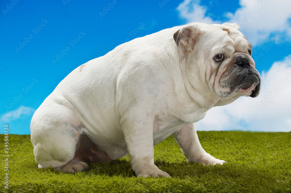 Bulldog Sitting On Grass Against Sky