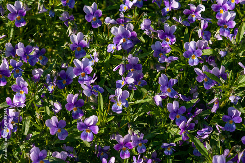 Bright lilac violets on a Sunny day.