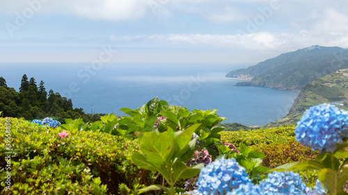 Fototapeta Naklejka Na Ścianę i Meble -  Hortensias bleus aux Açores en été