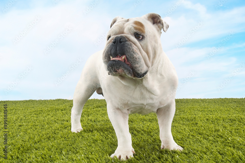 Bulldog Standing On Grass Against Sky