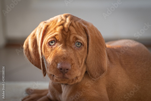 portrait of a wire haired Vizsla puppy 