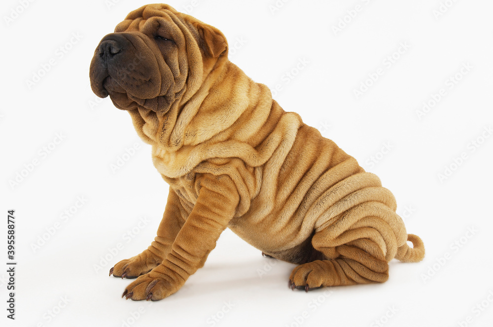 Side View Of Sharpei Sitting On White Background