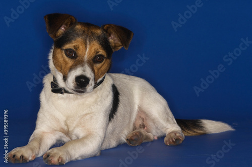 Jack Russell Terrier © moodboard