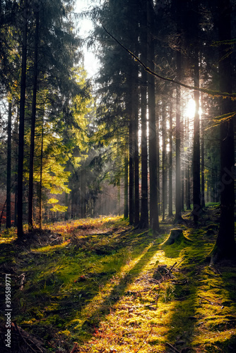 Sonnenstrahlen im Herbstwald