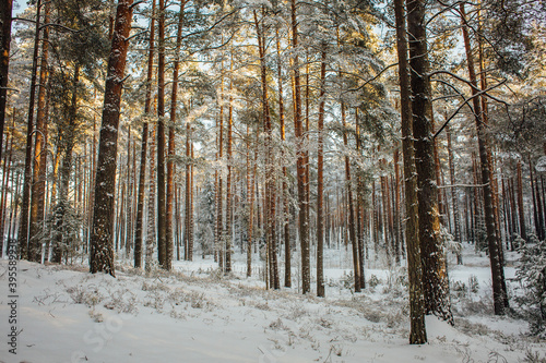 snow covered trees, strong sunlight illuminates 