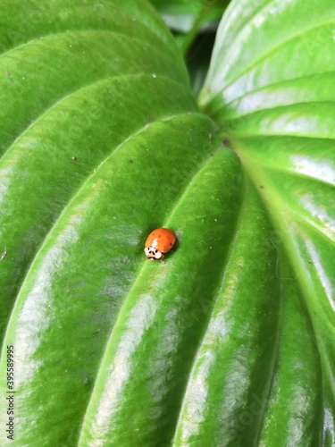 ladybug on a bright green leaf of a Hosta Bush