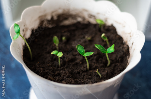 young sprouts grow from soil in a flower pot