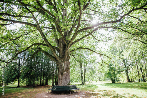 bench in the park around a large tree