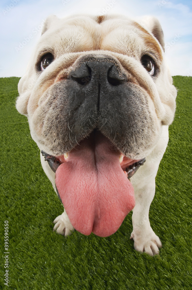 Bulldog With Tongue Out On Grass