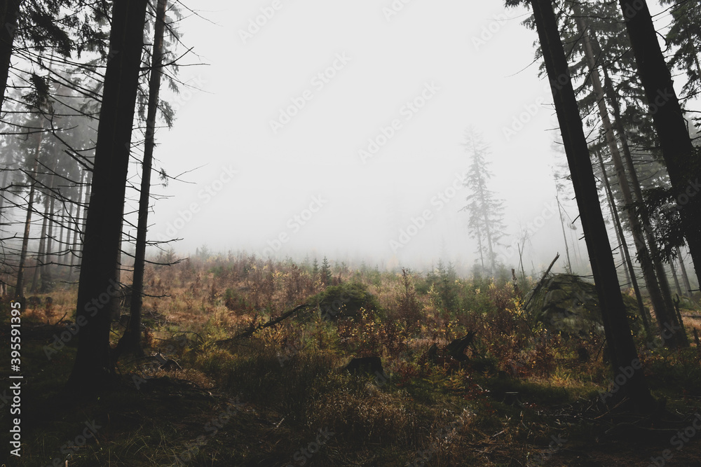 Obraz premium Mroczny las we mgle