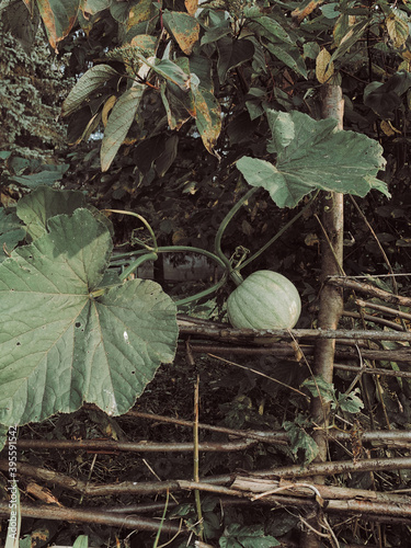 Green pumpkin on branch