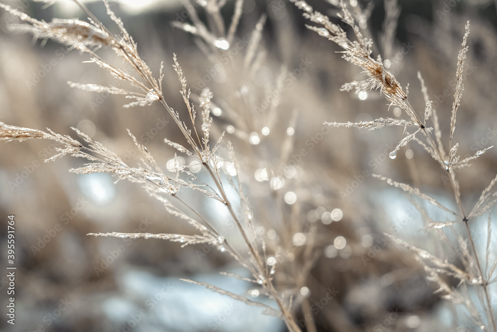 Frozen crystals of water on dry grass glittering and blurring on sunlight winter natural background