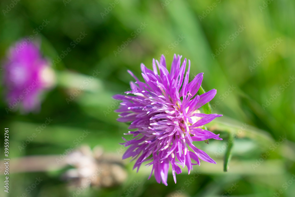 Wildflowers. Beautiful purple wildflower Wildflowers. Beautiful purple wildflower