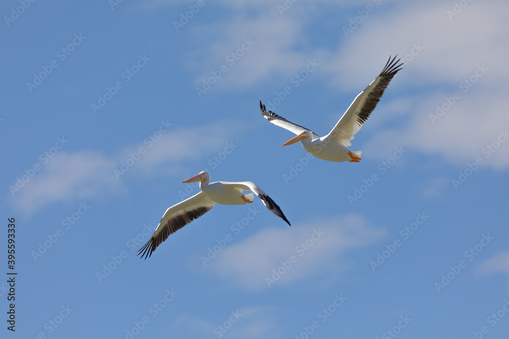 White Pelicans Flying. White Pelicans Flying.