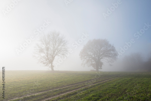 Autumn morning on a field with trees and morning glow