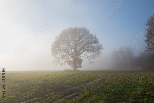 Autumn morning on a field with trees and morning glow