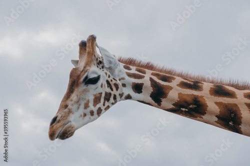 Photography Giraffe Headshot