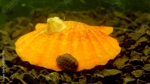 Ancient armored mollusk (Chiton polii) on the shell of a clam Smooth Scallop (Flexopecten glaber ponticus), Black Sea photo