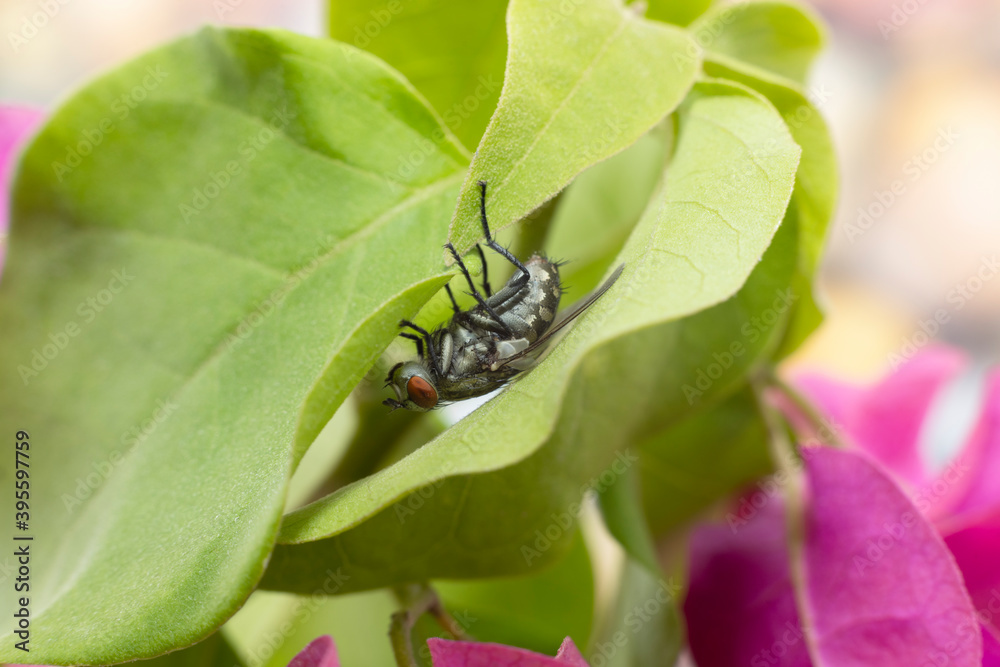 Naklejka premium Large fly found in the UAE