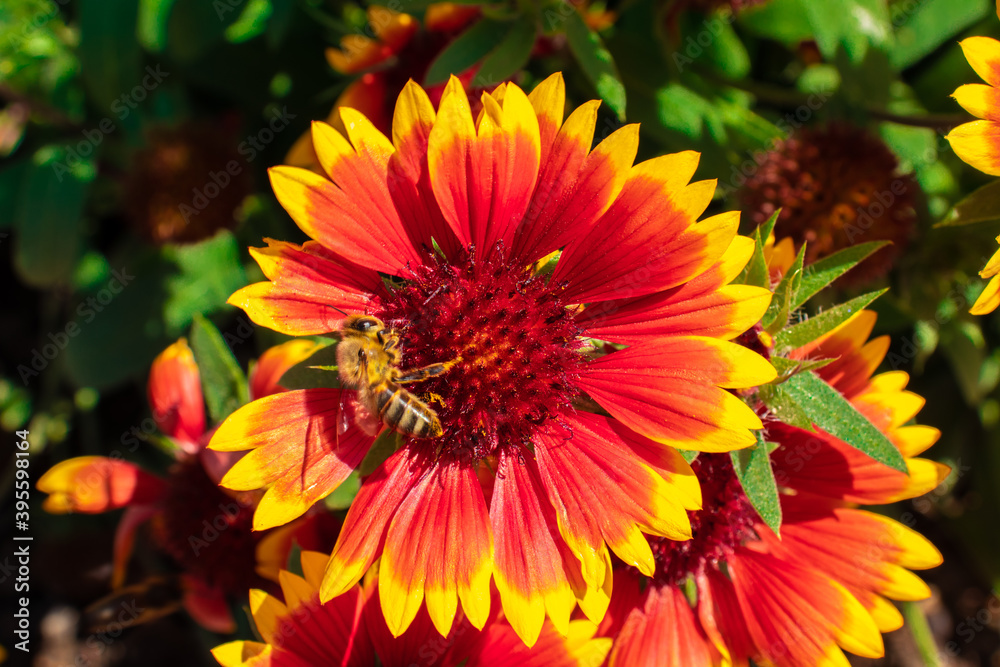 HONEY BEE COLLECTING POLEN ON SPECTACULAR COLORED GAILLARDIA FLOWER IN A FLOWER GARDEN IN SPRING. HONEY BEE COLLECTING POLEN ON SPECTACULAR COLORED GAILLARDIA FLOWER IN A FLOWER GARDEN IN SPRING.