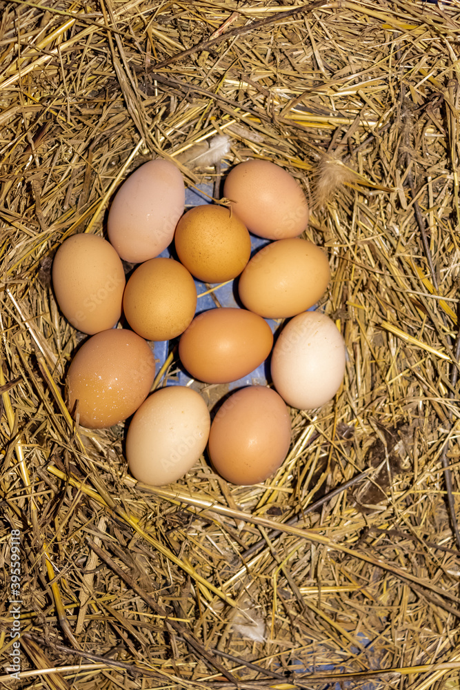 New white and brown chicken eggs in the nest in the chicken coop New white and brown chicken eggs in the nest in the chicken coop