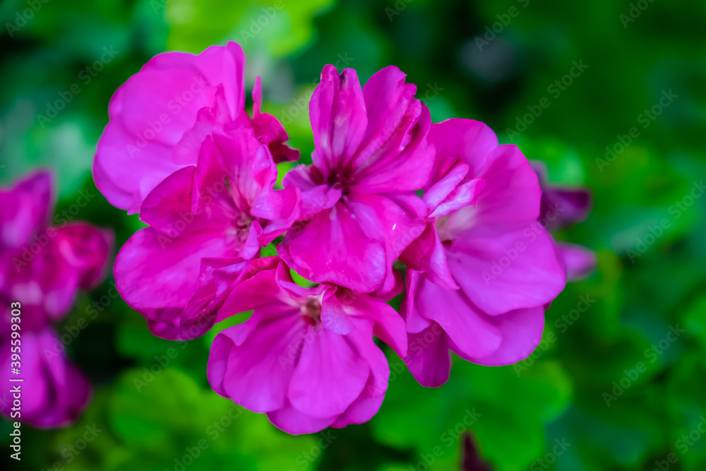 Gorgeous Pink geranium flower sprouting in spring Gorgeous Pink geranium flower sprouting in spring